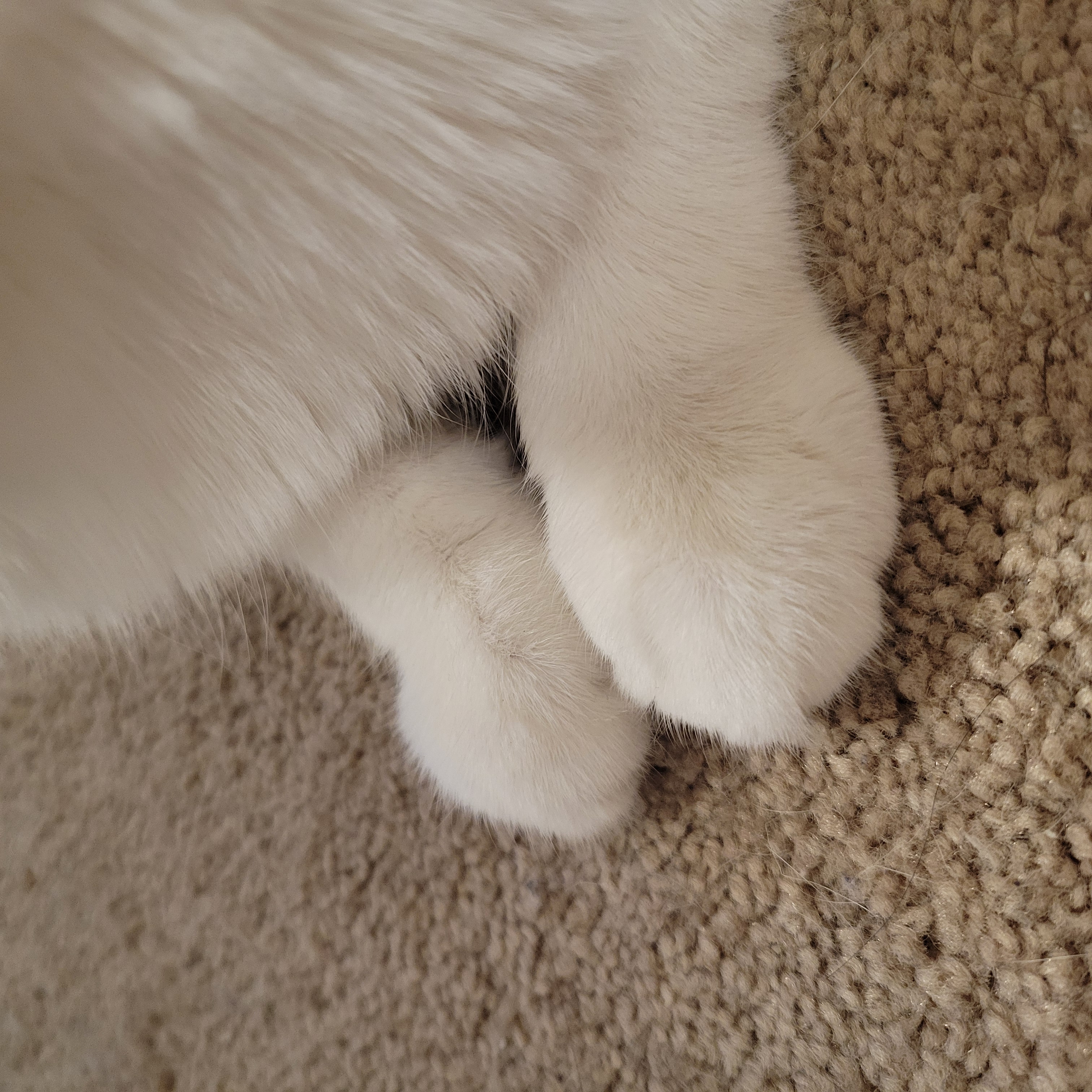 Cat paws